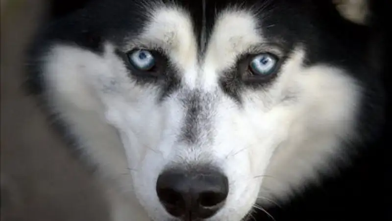 В Балхаше мужчина зарезал соседского хаски на глазах у хозяйки