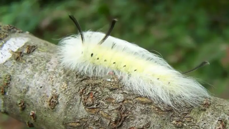 19 удивительных превращений гусениц в бабочек