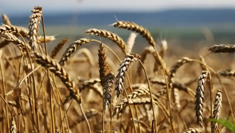 В Казахстане открылся офис Продовольственной и сельскохозяйственной организации ООН 