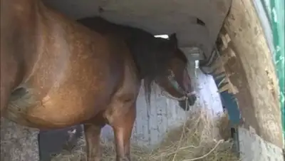 Zakon.kz, фото - Новости Zakon.kz от 23.08.2017 22:01