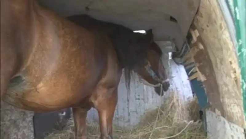 В Костанайской области скотокрад спрятал украденную лошадь в маленьком фургончике