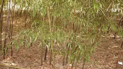 Цветение бамбука, фото - Новости Zakon.kz от 18.10.2023 16:58