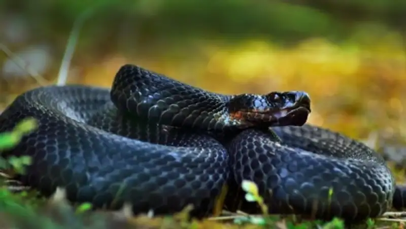 Жара в Южно-Казахстанской области активизировала ползучих гадов