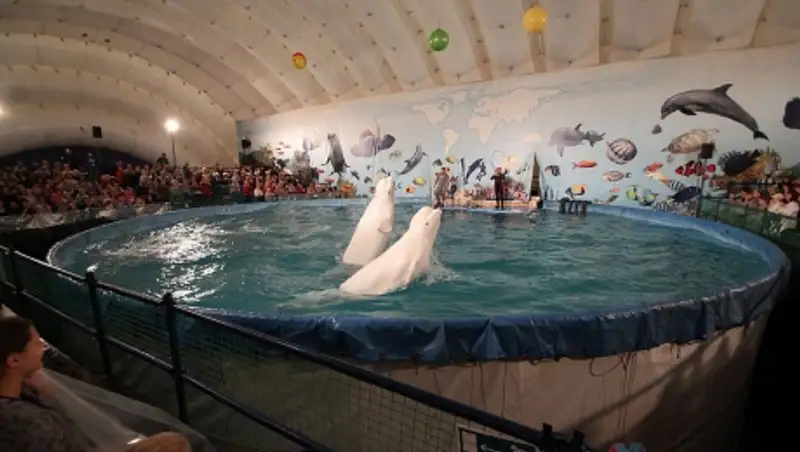 Казахстанцы подписывают петицию о запретите передвижных дельфинариев в стране