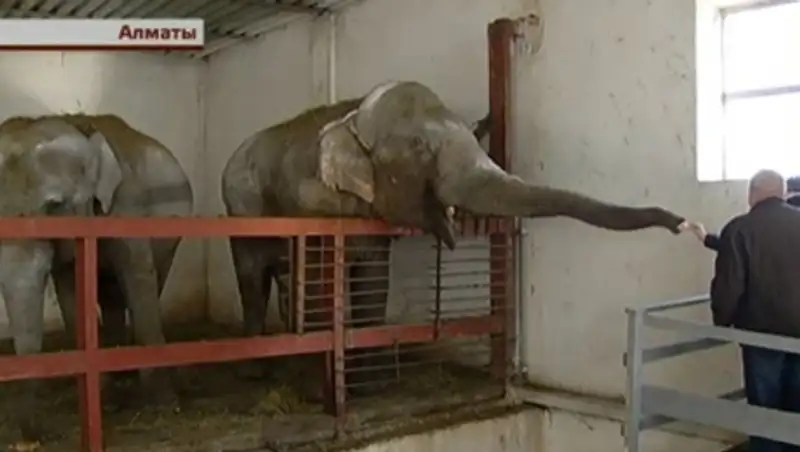 «Слоноуин»: праздник слонов в алматинском зоопарке
