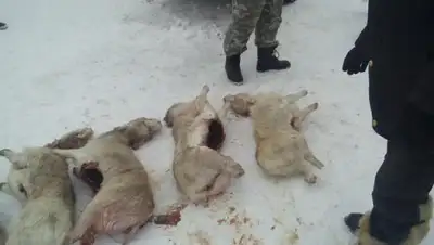 МВД РК, фото - Новости Zakon.kz от 26.03.2019 13:51