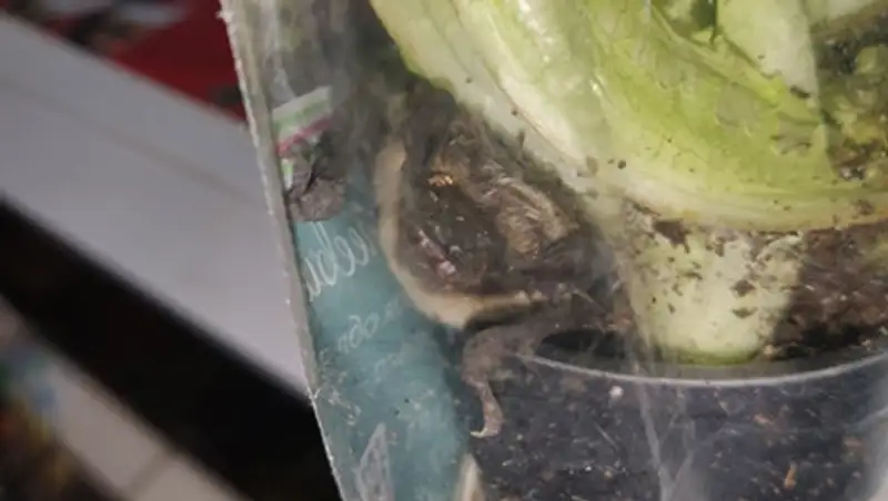 В супермакете Костаная нашли летучую мышь в пакете с зеленью