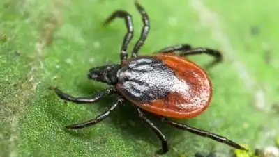 nashzeleniymir.ru, фото - Новости Zakon.kz от 02.06.2018 08:49