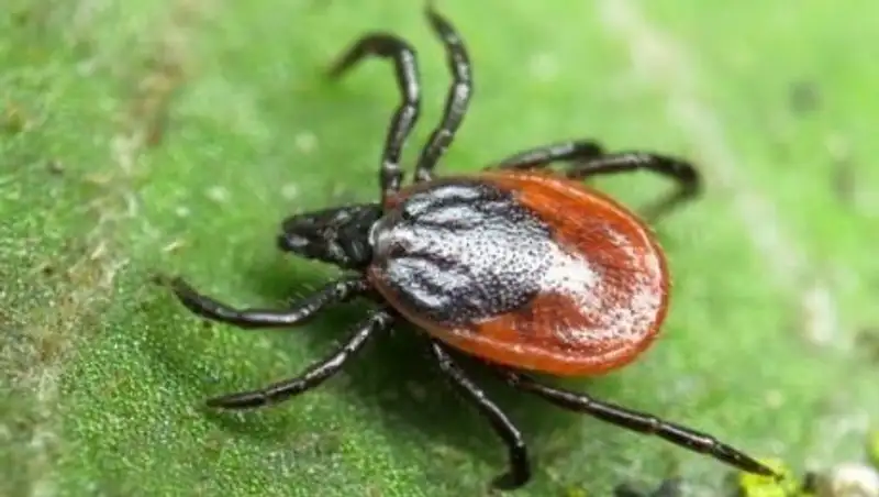 В Костанайской области впервые за 80 лет обнаружены энцефалитные клещи