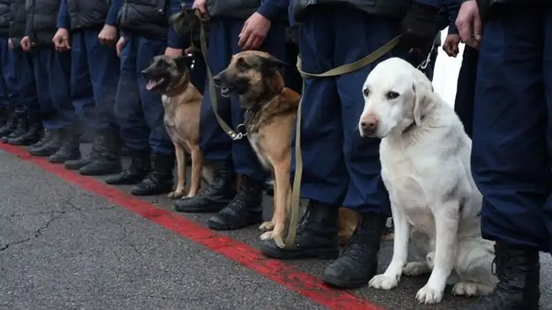 собаки-спасатели в Казахстане, перед отправкой в Турцию, фото - Новости Zakon.kz от 17.02.2023 16:28