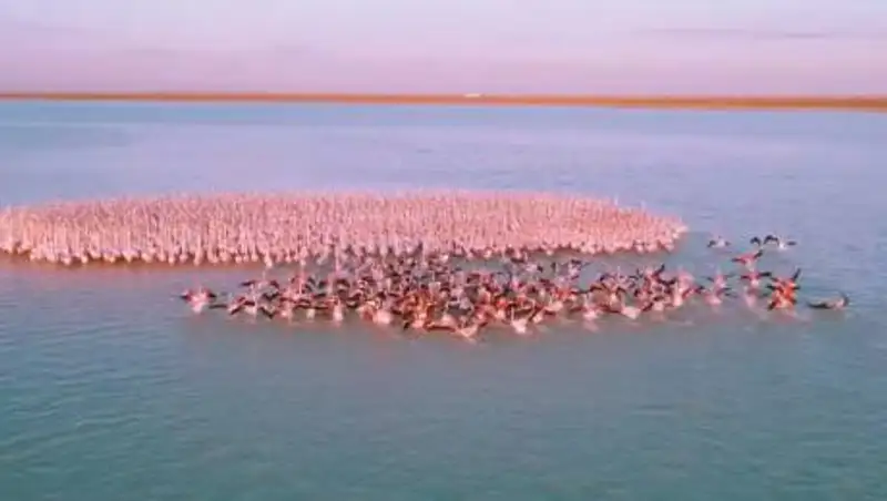 Автора красивого видео с фламинго в Актау привлекли к ответственности