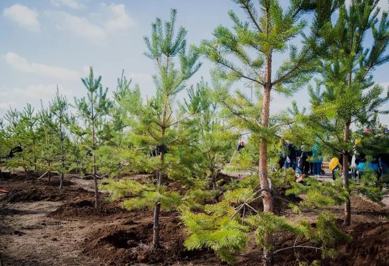 Свыше миллиона зеленных насаждений посадили в 2021 году в Нур-Султане