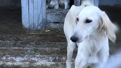 Закон о сохранении казахских пород собак введен в действие