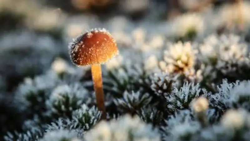 Заморозки, град и дожди с грозами ожидаются в Казахстане