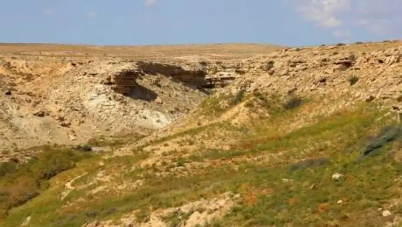 В Мангистауской области ситуация с кормами для животных стабильная