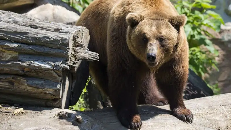 Медведь напал на человека в зоне отдыха СКО