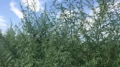 Более 100 кустов марихуаны росли во дворе у жителя Жетысуской области, фото - Новости Zakon.kz от 20.05.2023 10:26