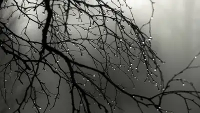 inform.kz, фото - Новости Zakon.kz от 25.11.2020 11:40