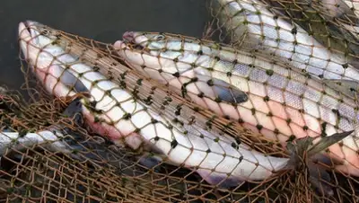 Zakon.kz, фото - Новости Zakon.kz от 13.04.2015 16:58