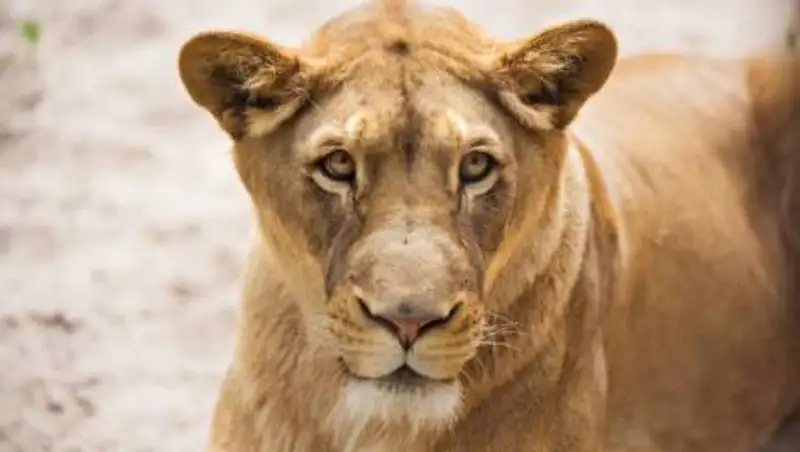 Львица умерла от коронавируса в индийском зоопарке