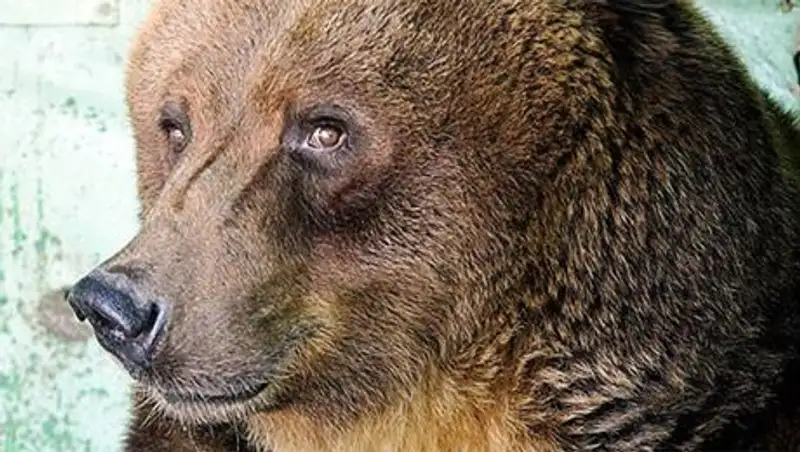 В Ленинградском зоопарке умерла самая старая в мире медведица  