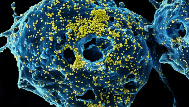 Обнаружен новый способ передачи коронавируса