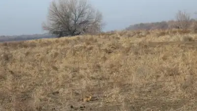 Гани Назарбек, фото - Новости Zakon.kz от 06.02.2020 09:43