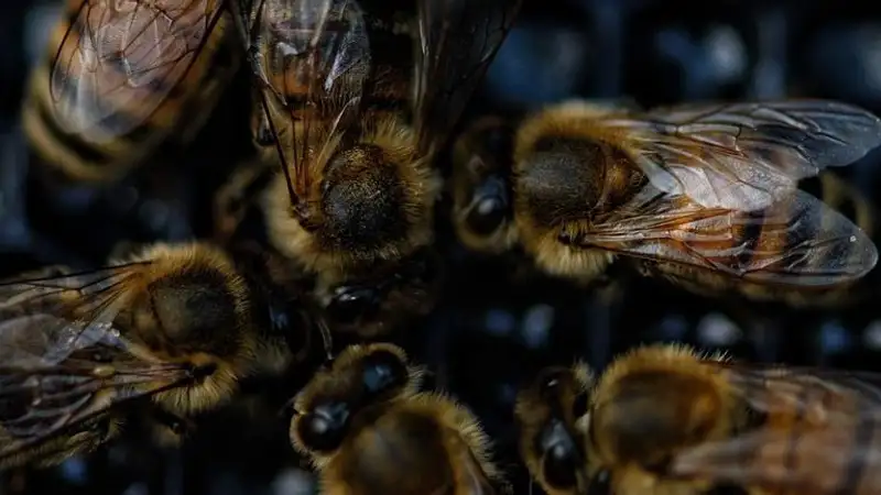 Массовую гибель пчел в Костанайской области выясняют столичные эксперты