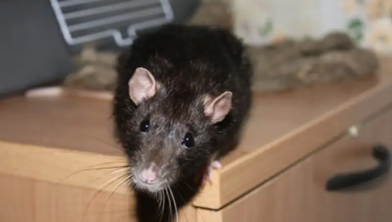 Крысы заполонили район в Шымкенте