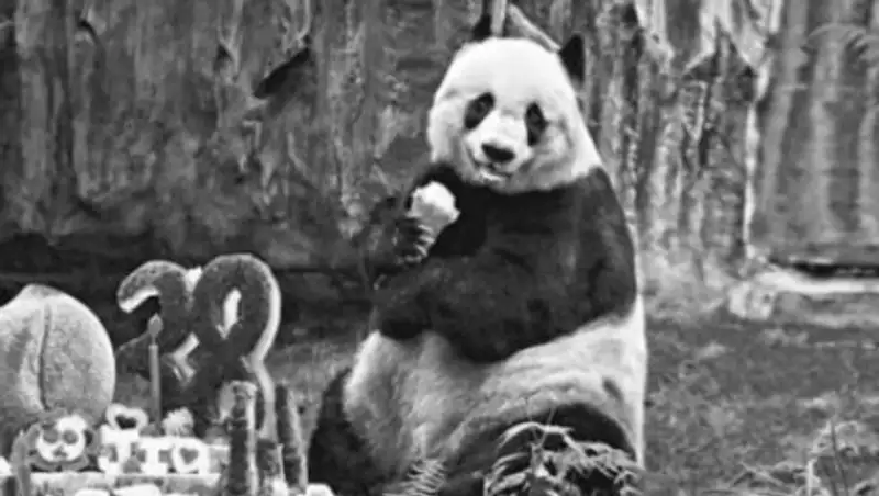 Старейшая панда в мире умерла в Гонконге