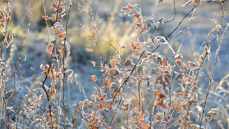О погоде на 12 ноября в Астане, Алматы и Шымкенте рассказали синоптики