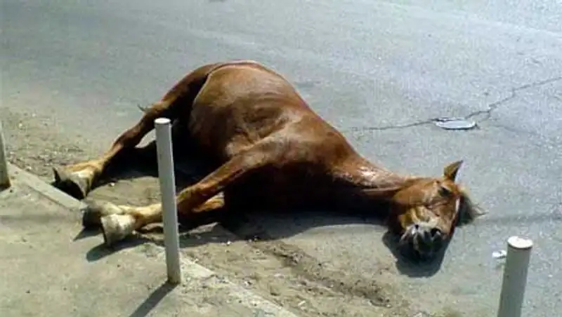 Водитель Тойоты, возвращавшийся из Астаны в Костанай, на полном ходу сбил лошадь