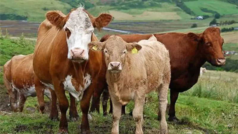 В Акмолинской области отмечен прирост производства мяса