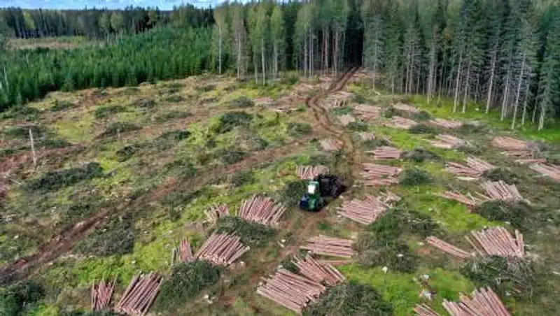 В Казахстане планируют ввести запрет на вывоз лесоматериалов