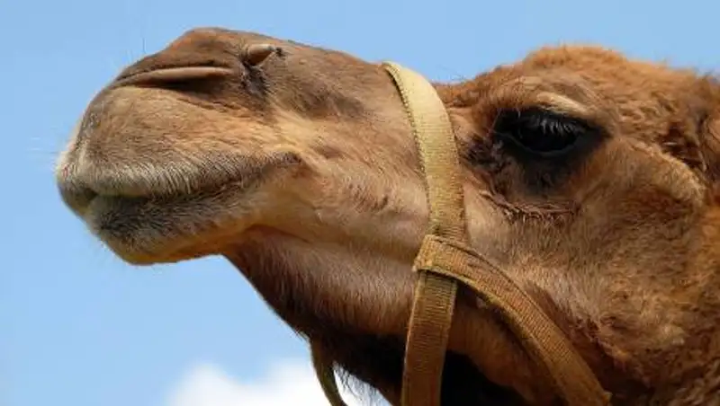 Хозяина верблюда обязали выплатить компенсацию пострадавшему в ДТП водителю