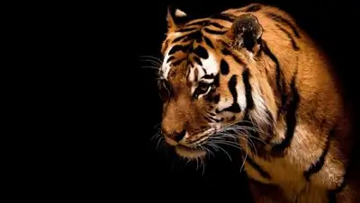 BestGif.su, фото - Новости Zakon.kz от 12.07.2018 07:58