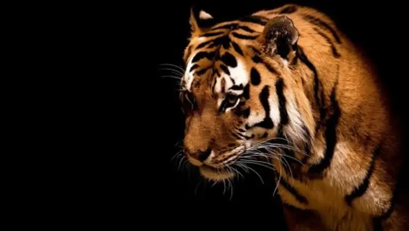 Тигр помог смотрителю зоопарка сделать предложение девушке