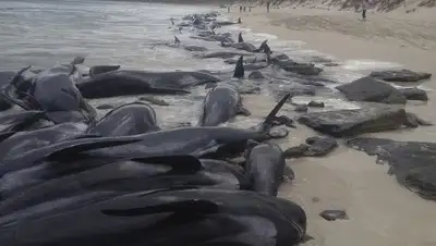 © WA Department of Biodiversity, Conservation and Attractions, Parks, фото - Новости Zakon.kz от 05.04.2018 15:03