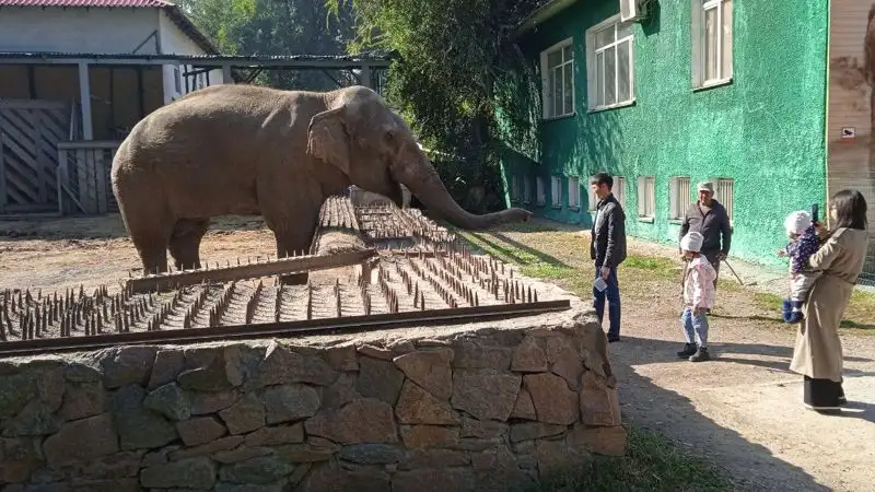 слон, зоопарк, подготовка к зиме, фото - Новости Zakon.kz от 18.10.2023 11:25