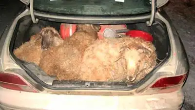 Zakon.kz, фото - Новости Zakon.kz от 05.11.2013 19:14