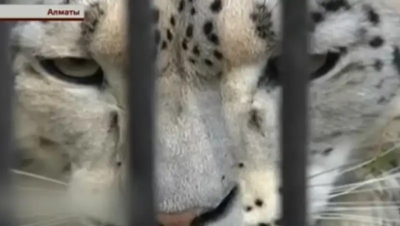 Защитники животных: В зоопарке Алматы погибло не шесть барсов, а восемь