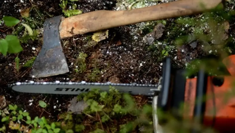 Акмолинский чиновник из охраны леса обвинен в незаконной вырубке сосны