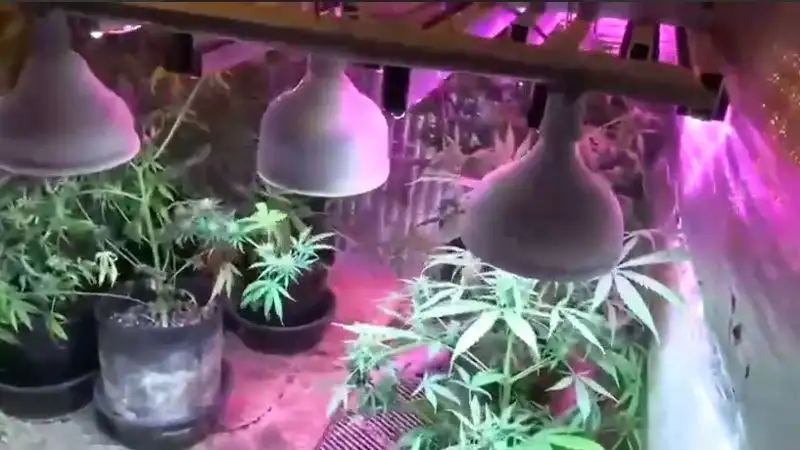 В Уральске на крыше многоэтажки полицейские нашли наркотеплицу