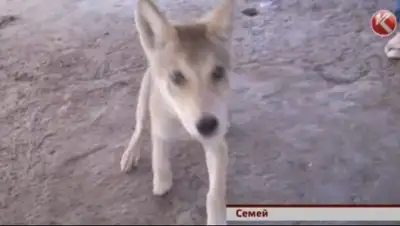 Zakon.kz, фото - Новости Zakon.kz от 27.06.2015 03:47