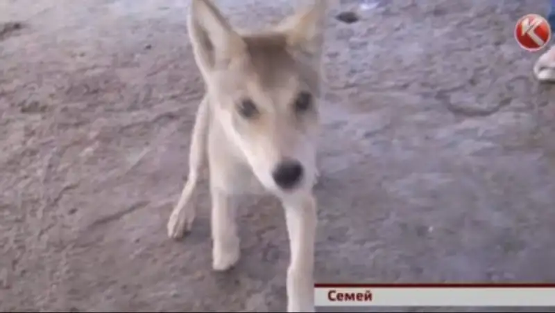 Дикого волчонка приютили в биоцентре Семея