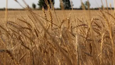 soz.kz, фото - Новости Zakon.kz от 15.08.2018 09:30