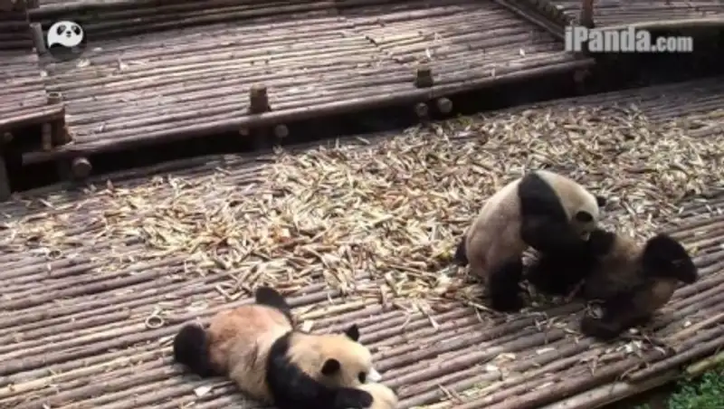 Посетители зоопарка стали свидетелями массовой драки панд