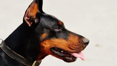 Pixabay, фото - Новости Zakon.kz от 28.12.2019 06:04