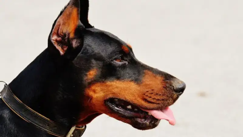 Бойцовая собака напала на ребенка