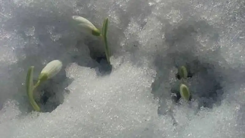 В Шымкенте зацвели подснежники